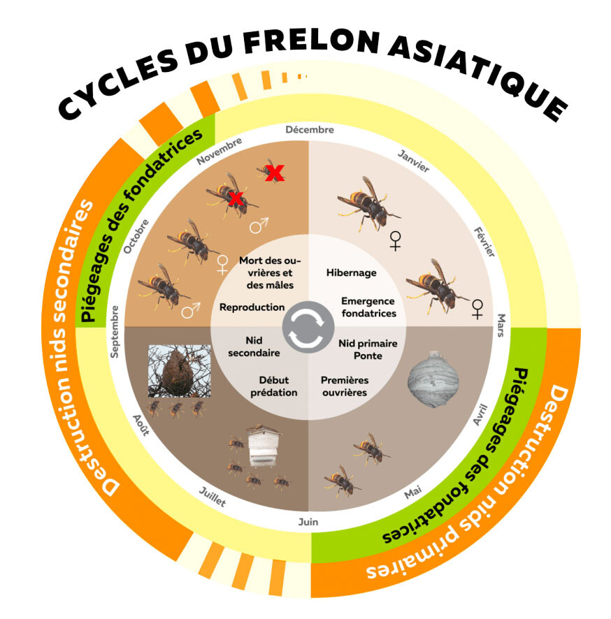 Cycle de vie des frelons asiatiques