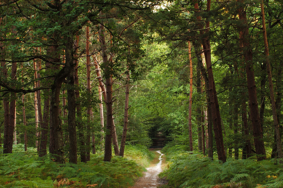Forêt (adobestock)