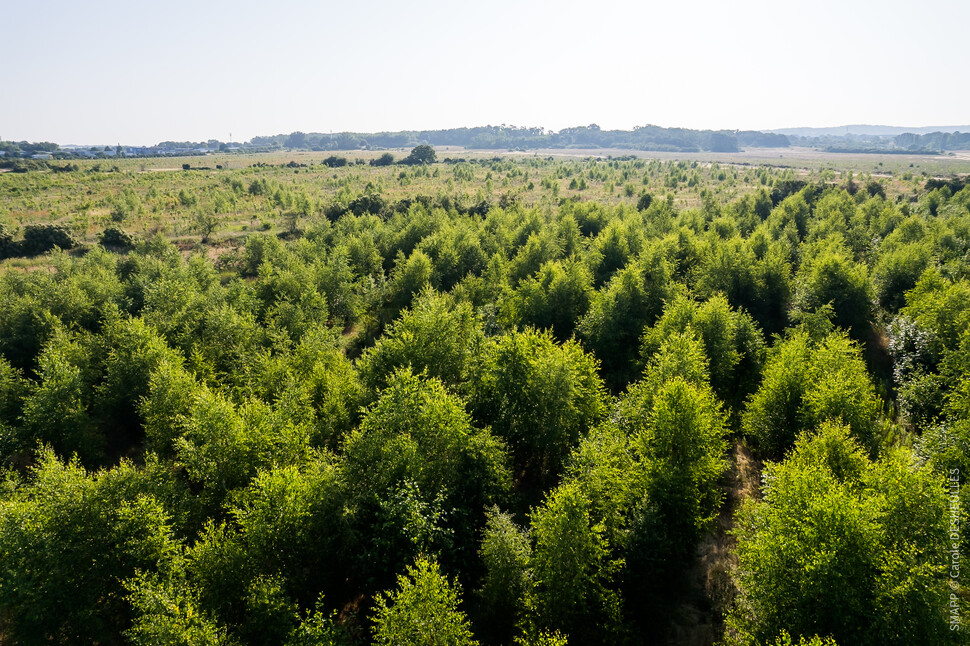 Forêt de Maubuisson