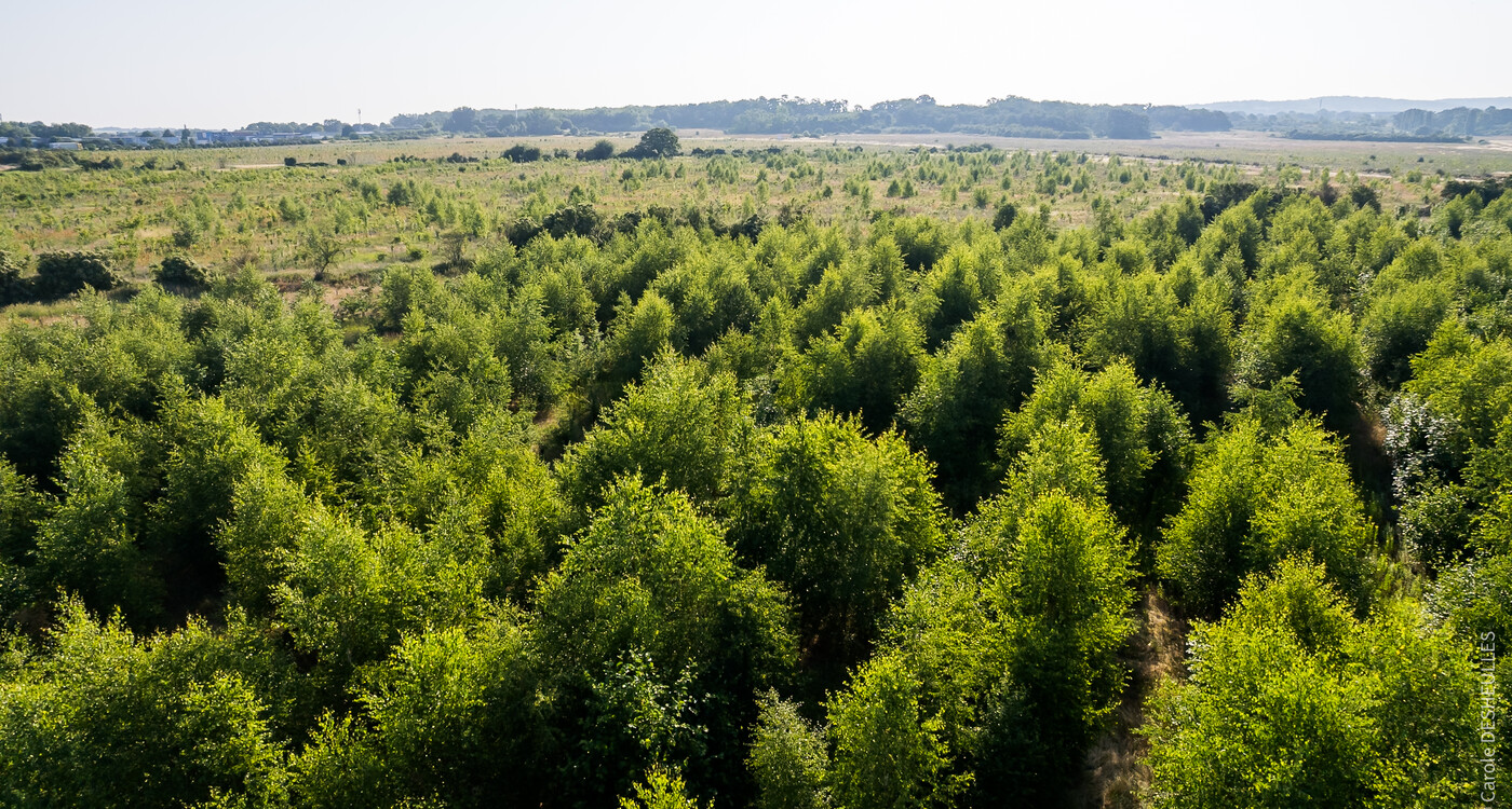 Forêt de Maubuisson